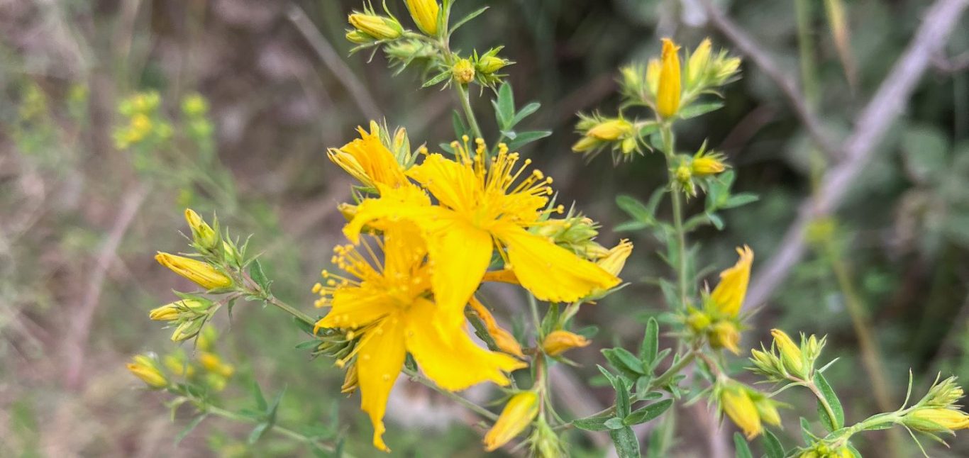Fleurs jaunes d'or de millepertuis aux nombreuses étamines (Hypericum perforatum) ou Herbe de la Saint-Jean parmi des feuilles vertes.