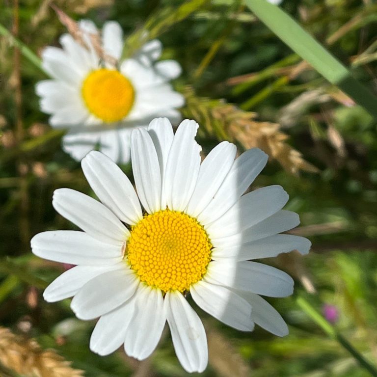 Fleurs de marguerite blanches avec un cœur jaune sur un fond de végétation verte.