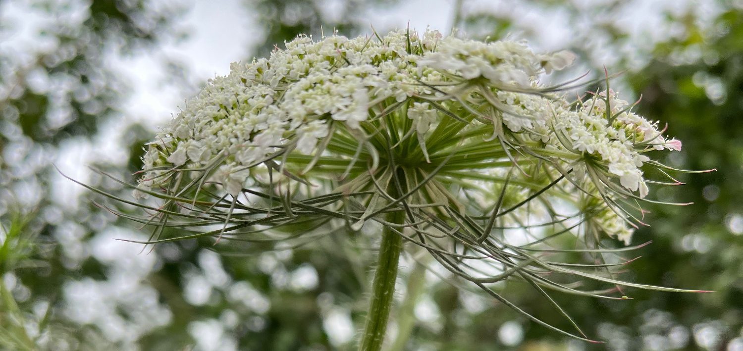 Fleur blanche en ombelle de carotte sauvage Daucus carota avec tiges vertes, entourée de feuillage flou.