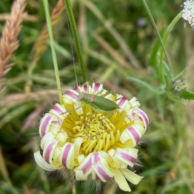 Urosperme de Daléchamps ou Lampistrelle commune (Urospermum dalechampii) est une espèce de plante à fleurs de la famille des Asteraceae
