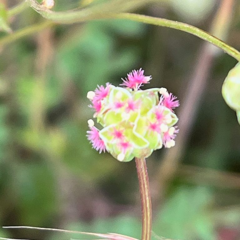 Fleur colorée de pimprenelle (Sanguisorba) rose et verte entourée de feuilles floues. famille des rosacées.