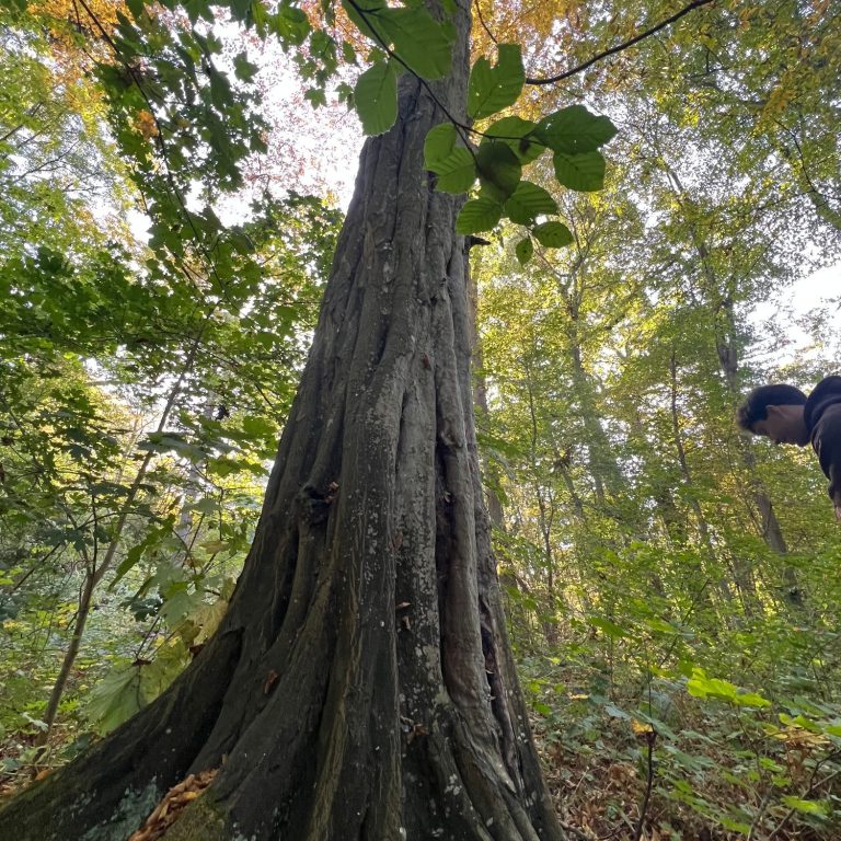 Un grand chêne feuillu dans un parc sur un terrain herbeux, avec d'autres arbres en arrière-plan.
