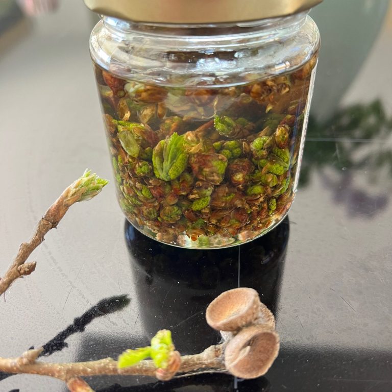 Pot en verre rempli de bourgeons de chêne sessile et rameaux de chêne et ses cupules de glands