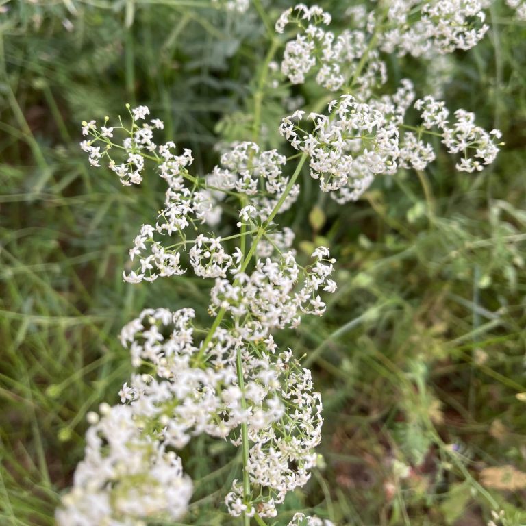Fleurs blanches petites en grappe de gaillet blanc (Galium album) entourées de verdure.