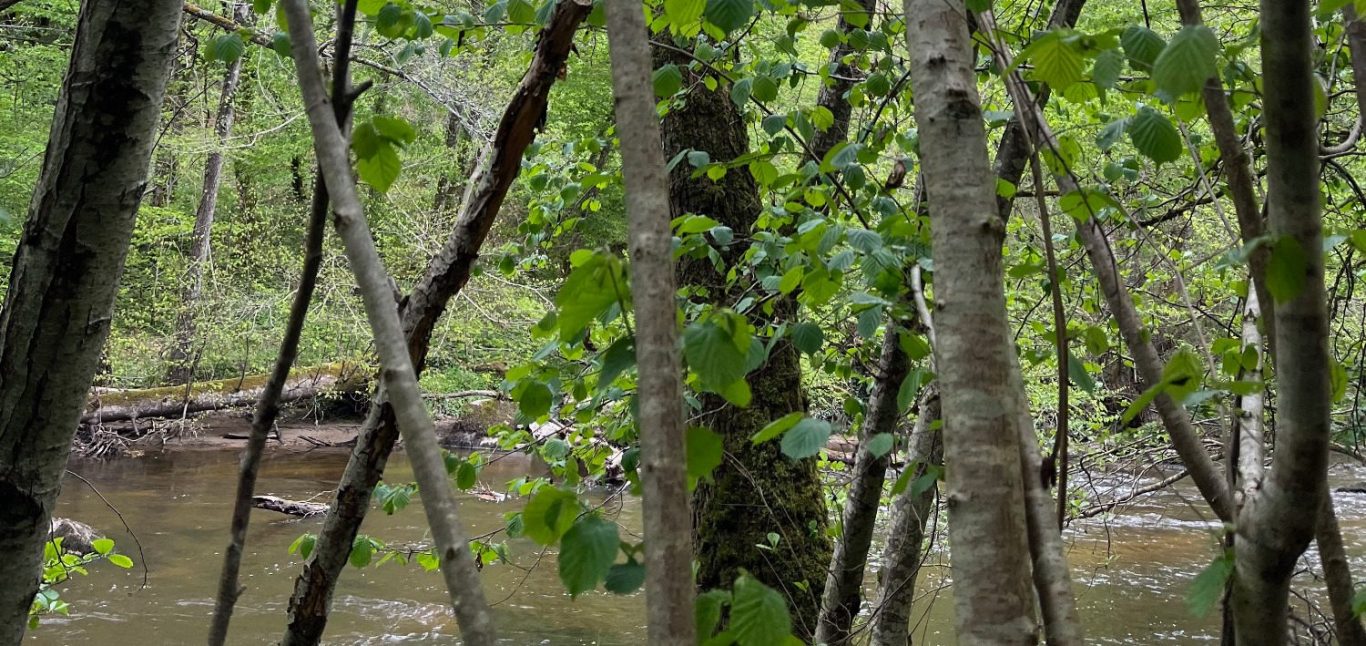 Un ruisseau entouré d'arbres feuillus et de branches verdoyantes pour une balade découverte des plantes sauvages.
