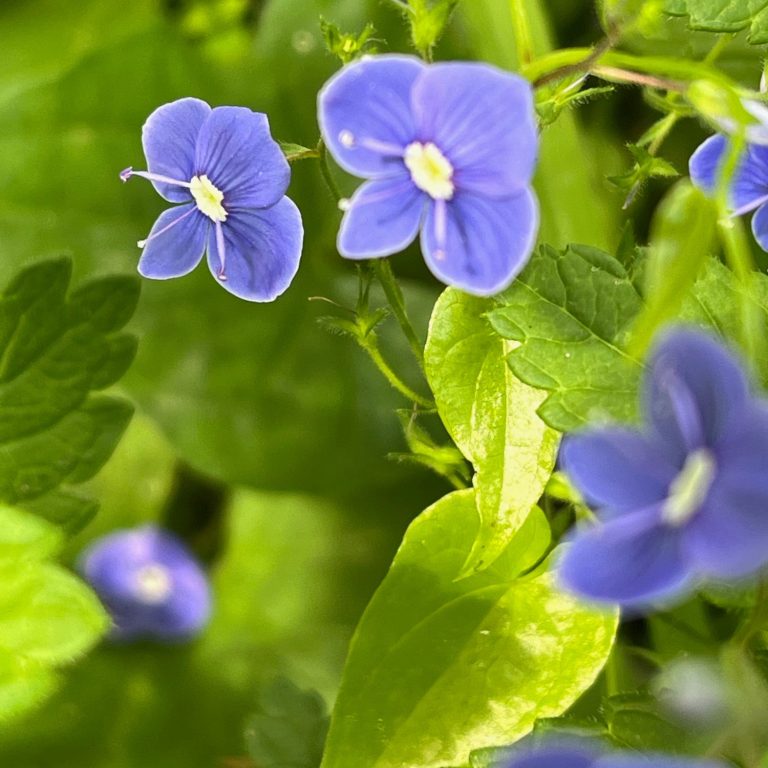 Fleurs délicates violettes, de
Véronique de Perse
(Veronica persica) entourées
de feuillage vert.