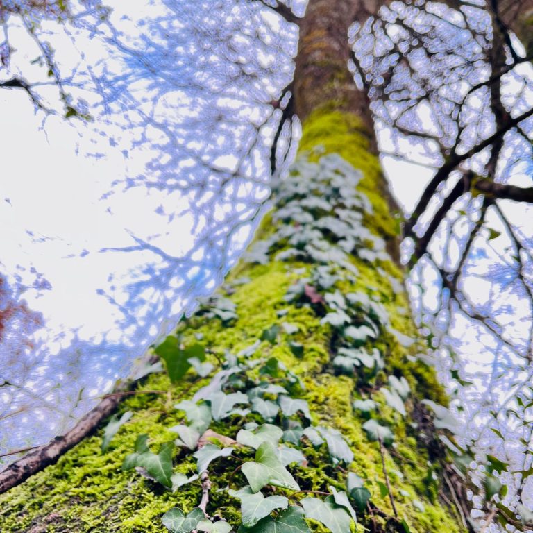 Tronc d'arbre recouvert de mousse et de lierre, vue en contre-plongée.