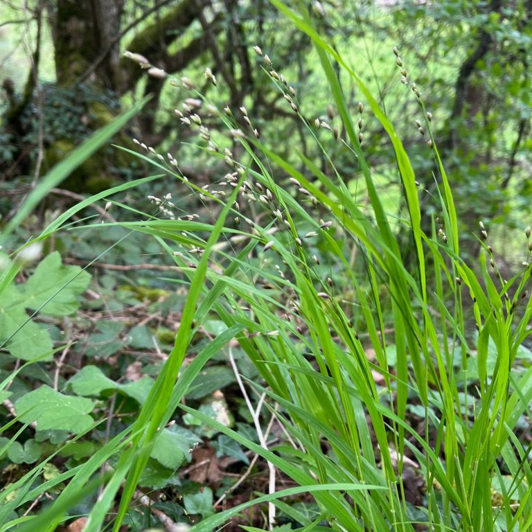 Herbe verte haute, la graminée melique, Melica uniflora, poussant au milieu de feuillage dans une forêt en sous bois.