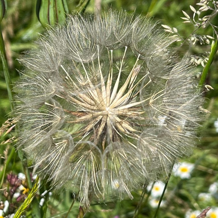 Salsifi des près (Tragopogon pratensis) infrutescence spherique habillée d'aigrettes de soies plumeuse