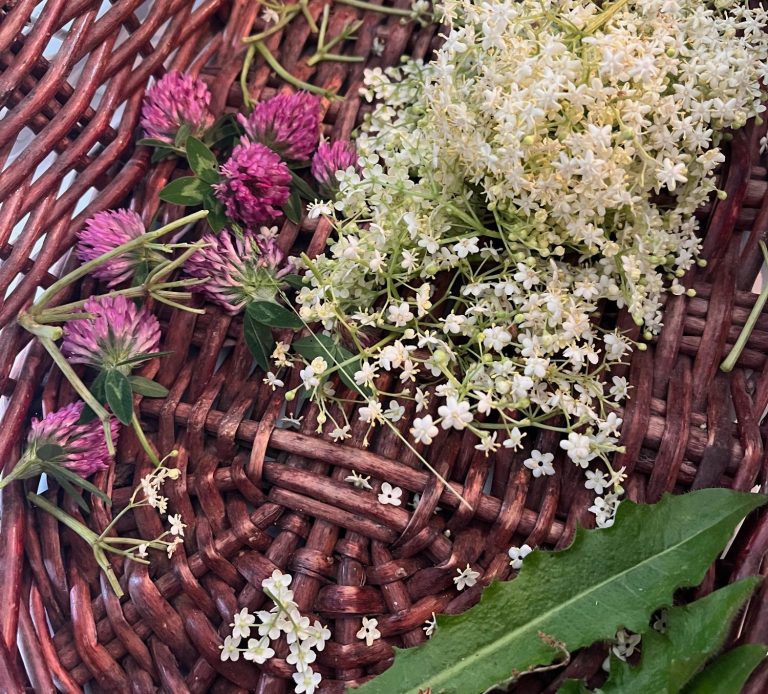 Ceuillette sauvage de fleurs blanches de sureau et de fleurs roses de trèfle dans un panier en osier tressé.