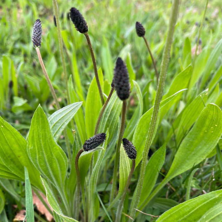 Jeunes pousses de plantain lancéolé (Plantago lanceolata), avec ses fleurs en épis foncés et sa rosette de feuilles vertes lancéolées