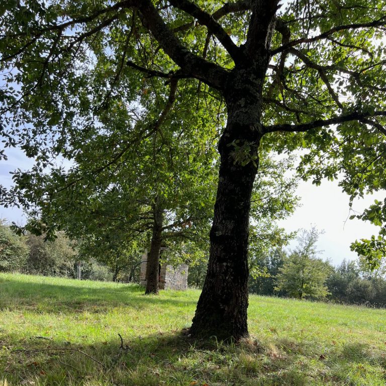 Un grand chêne feuillu dans un parc sur un terrain herbeux, avec d'autres arbres en arrière-plan.